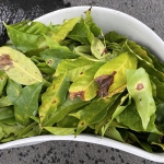 202106 Cercospora.jpg